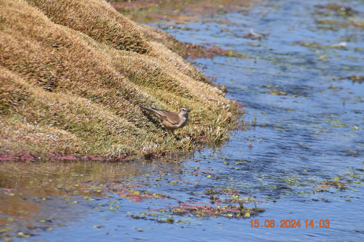 White-winged Cinclodes - ML622640469