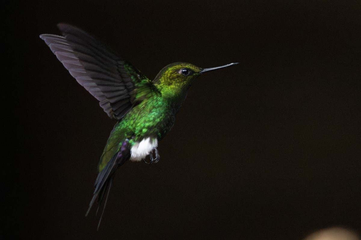 Glowing Puffleg - ML622640509