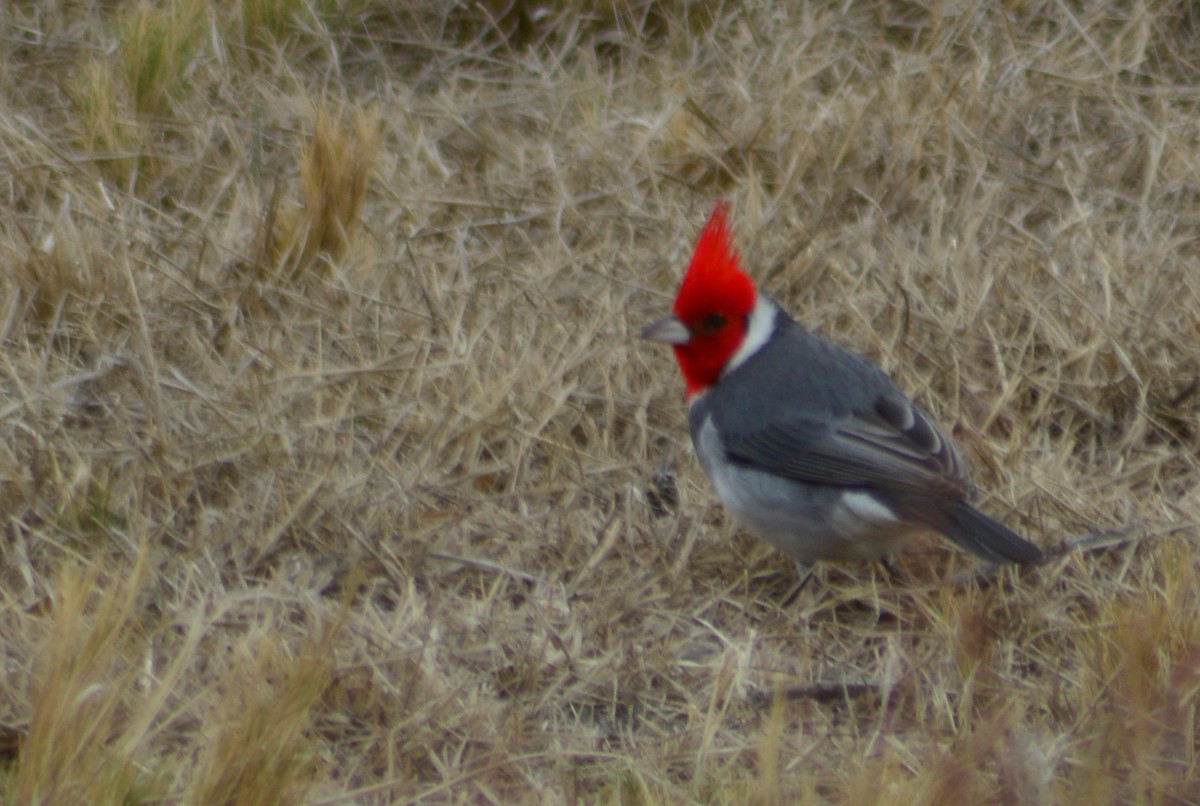 Red-crested Cardinal - ML622640582