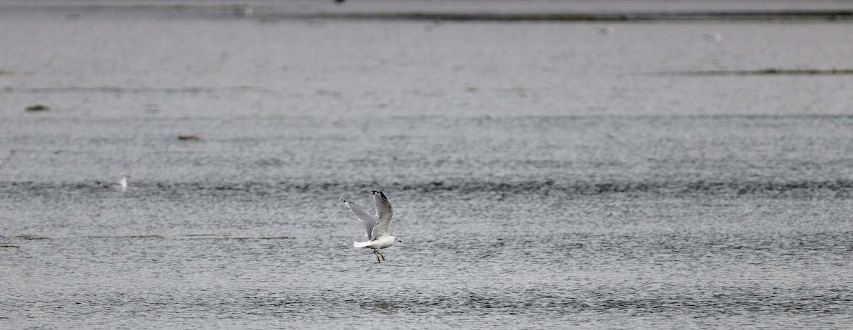 Ring-billed Gull - ML622640612