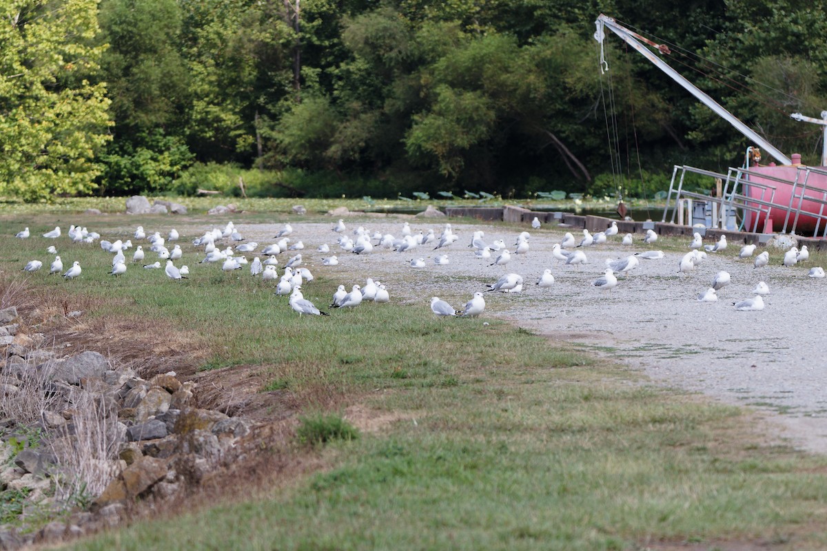 Ring-billed Gull - ML622640613