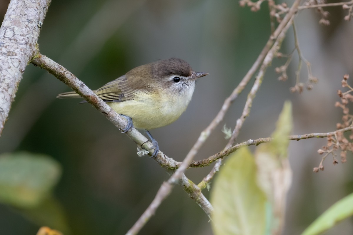 Brown-capped Vireo - ML622640615