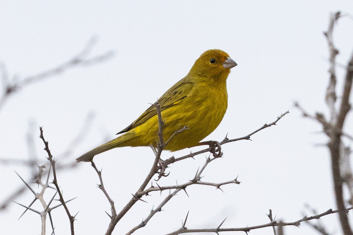 Saffron Finch - Eric VanderWerf