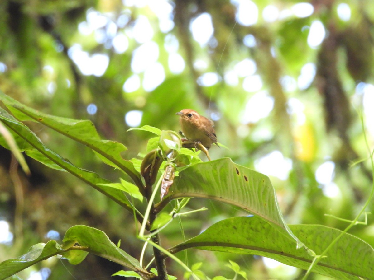 Ochraceous Wren - ML622640674