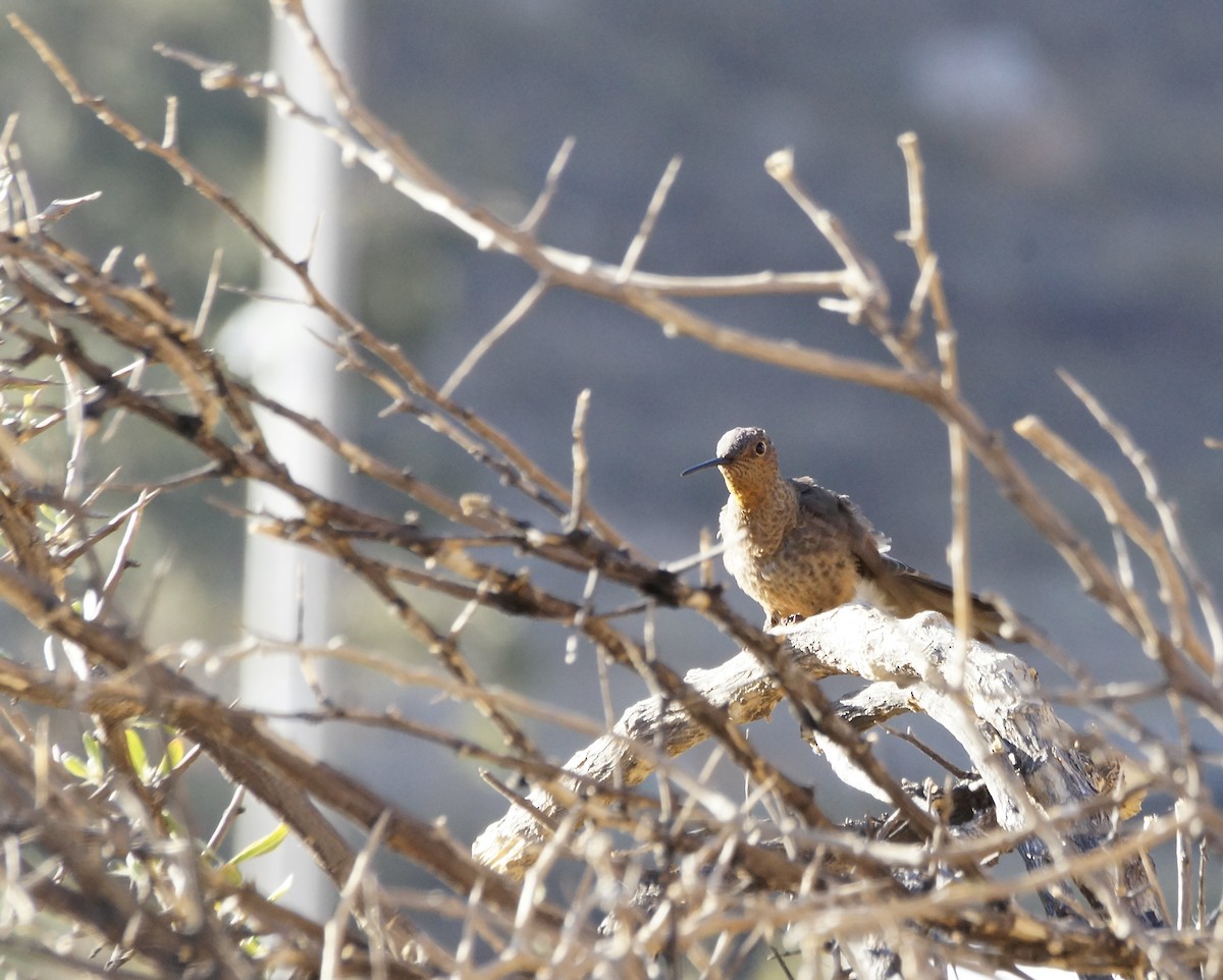 Giant Hummingbird - ML622640682