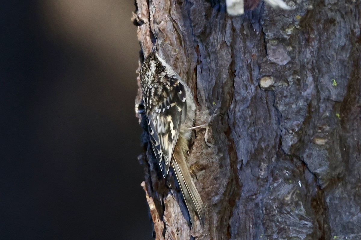 Brown Creeper - ML622640700