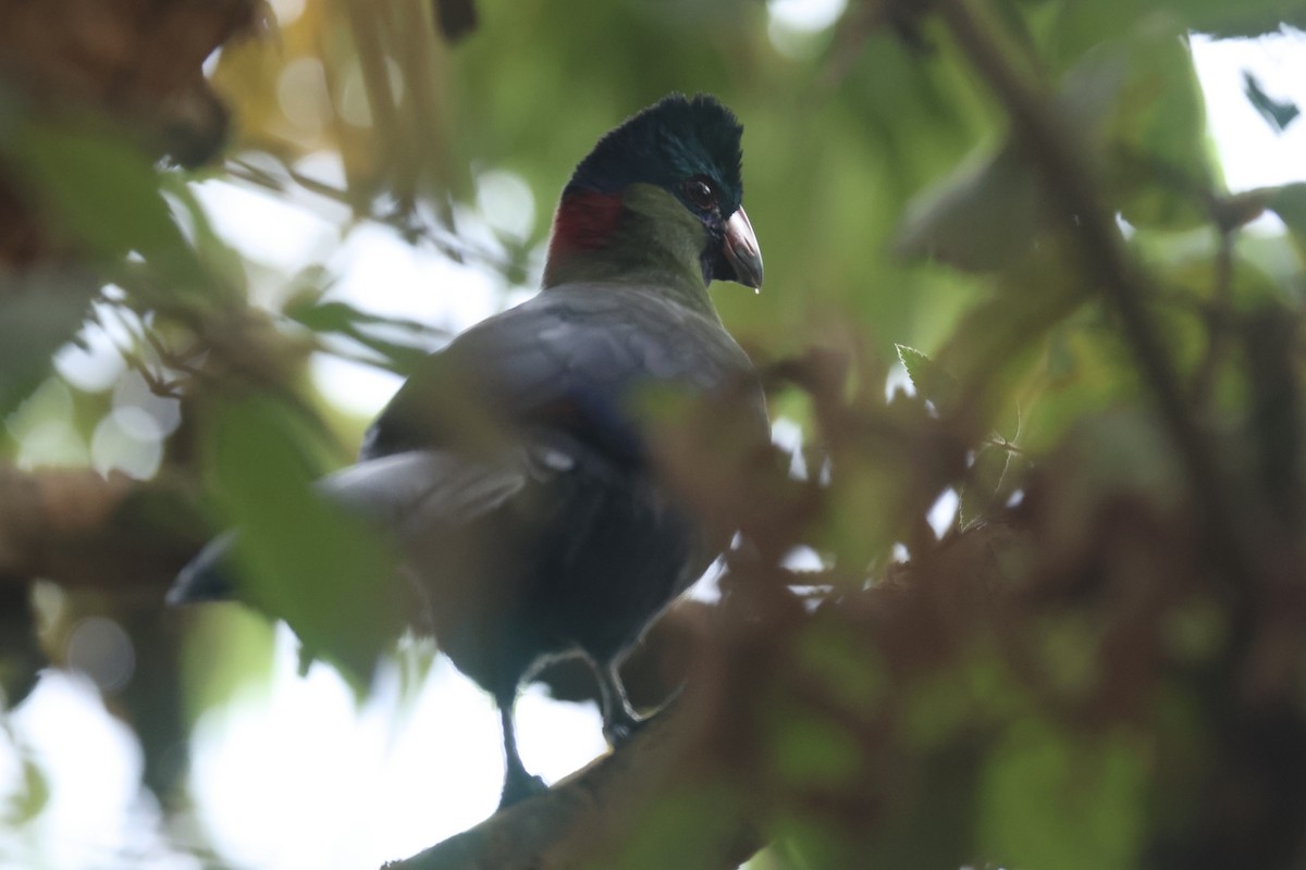 Rwenzori Turaco - ML622640707