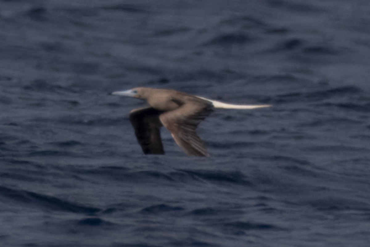 Red-footed Booby - ML622640714