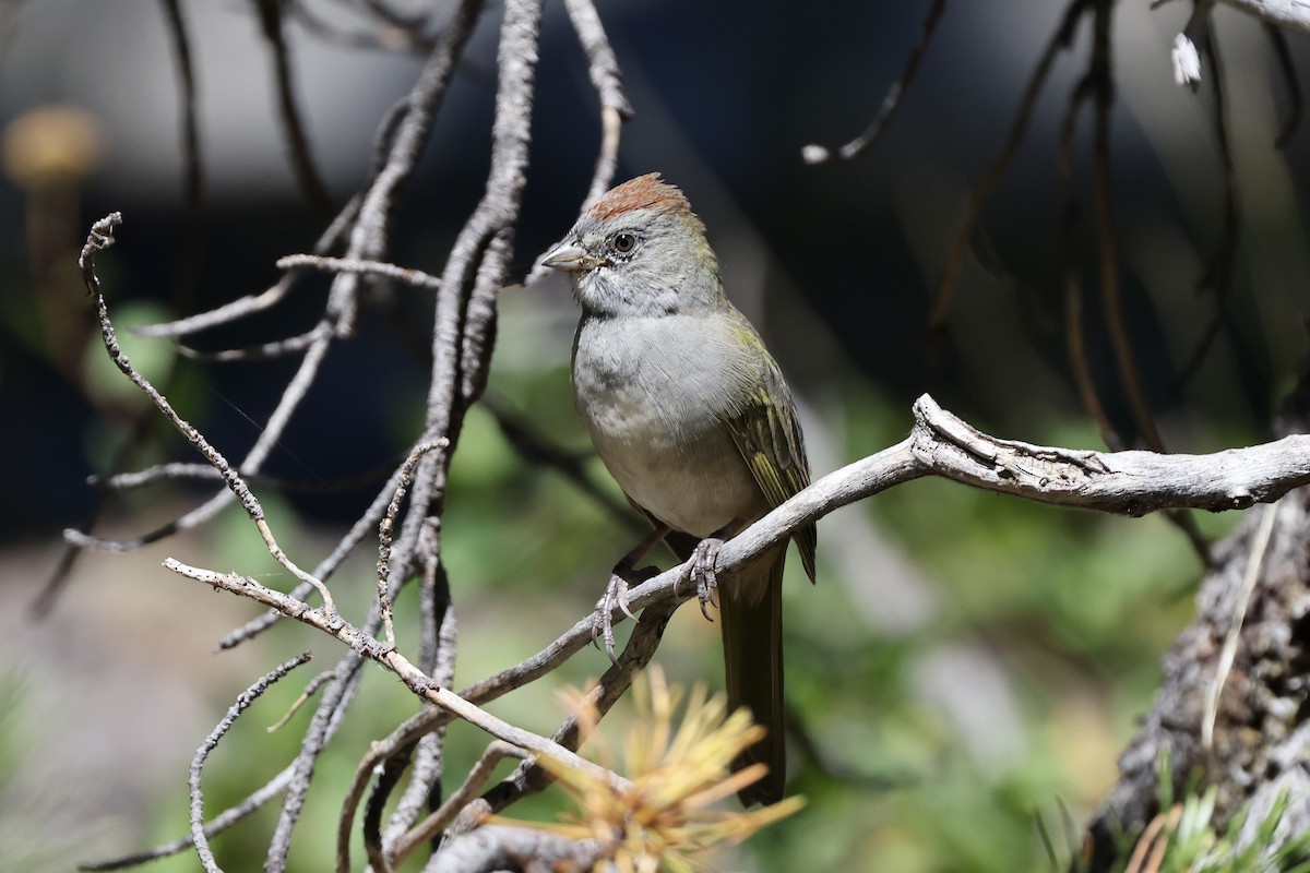 Green-tailed Towhee - ML622640725