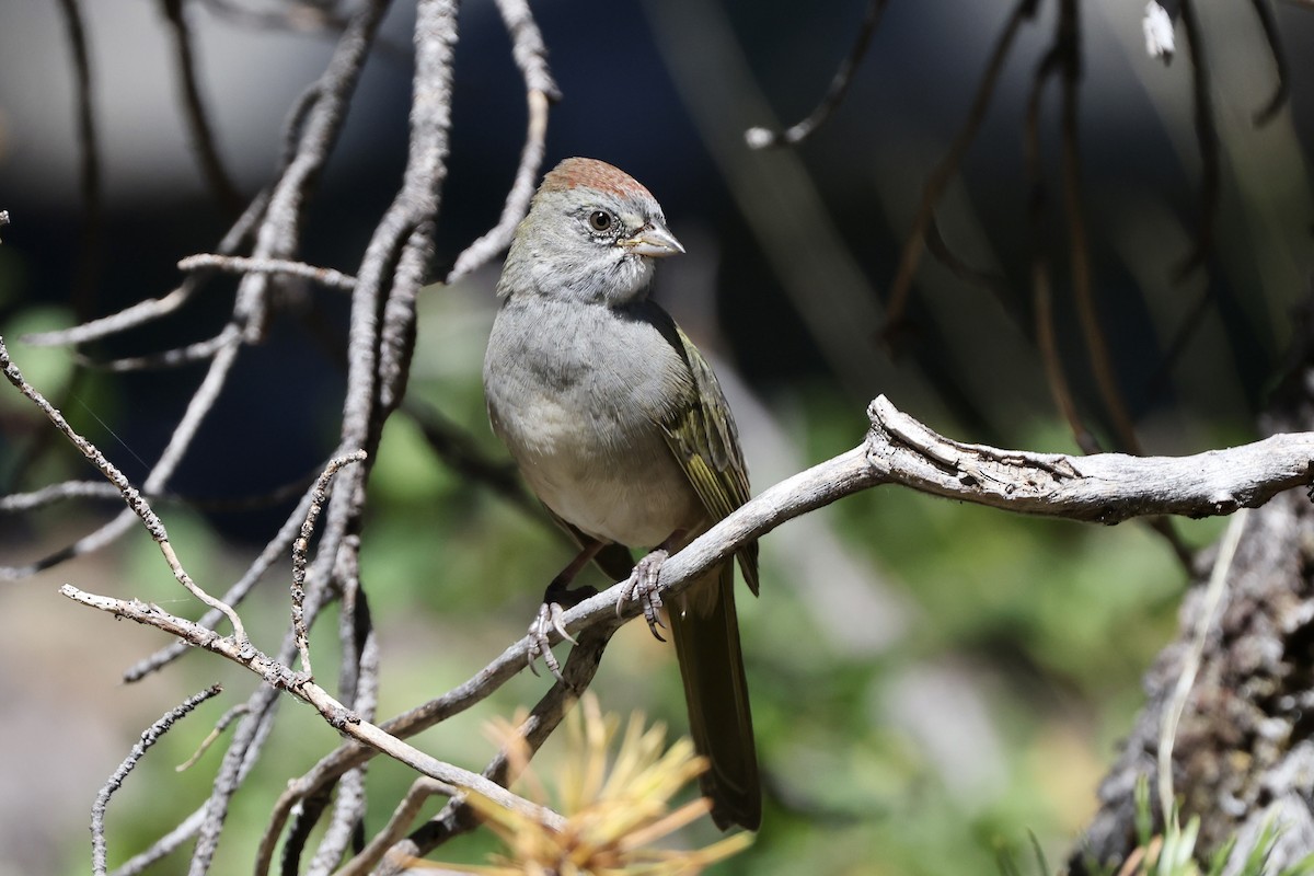 Green-tailed Towhee - ML622640727