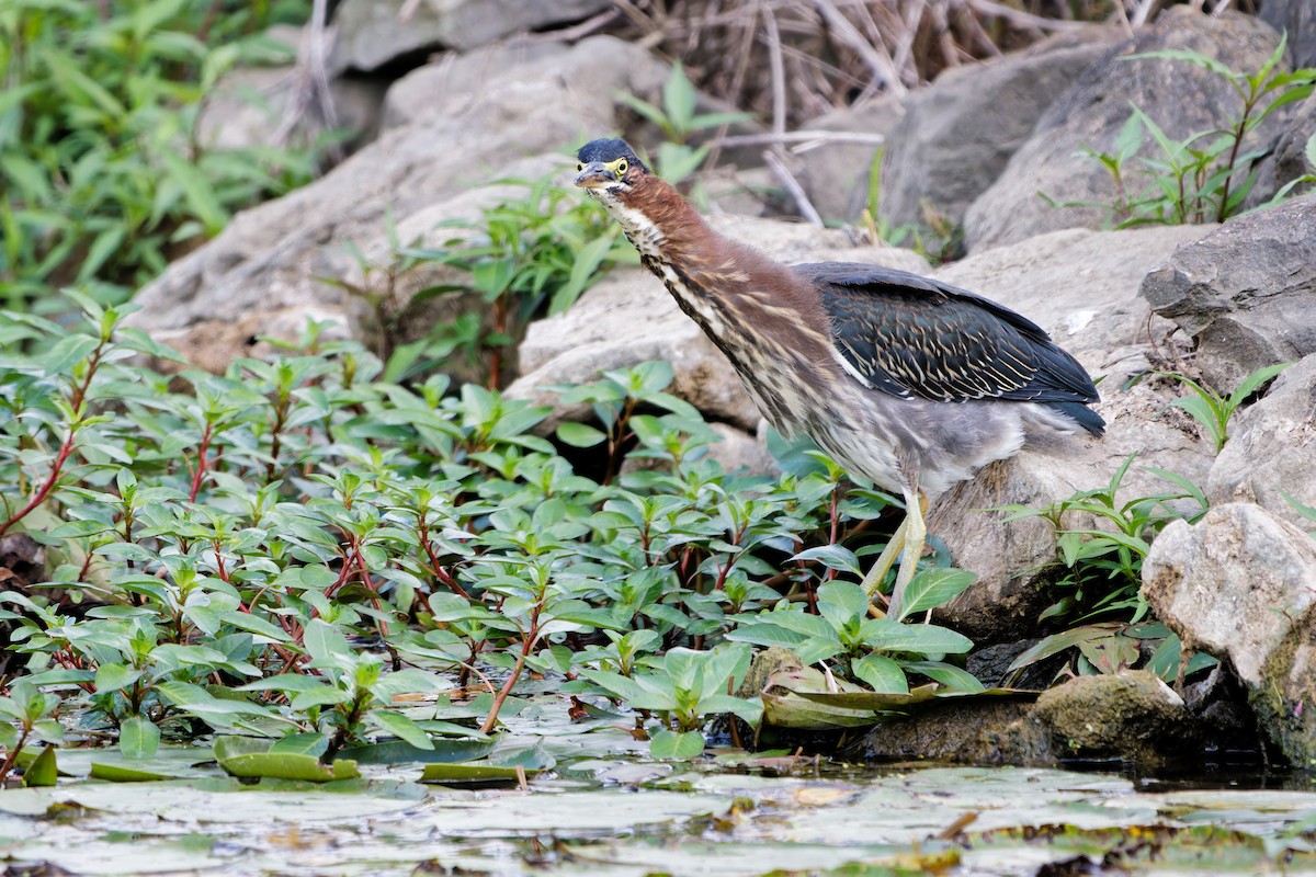 Green Heron - ML622640780