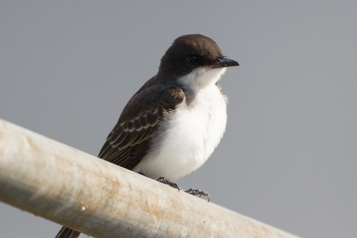 Eastern Kingbird - ML622640783