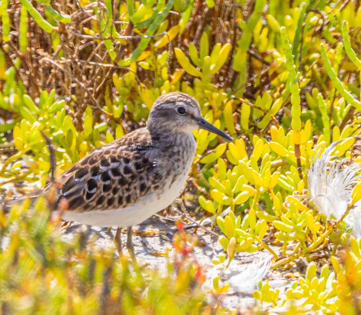 Least Sandpiper - ML622640795