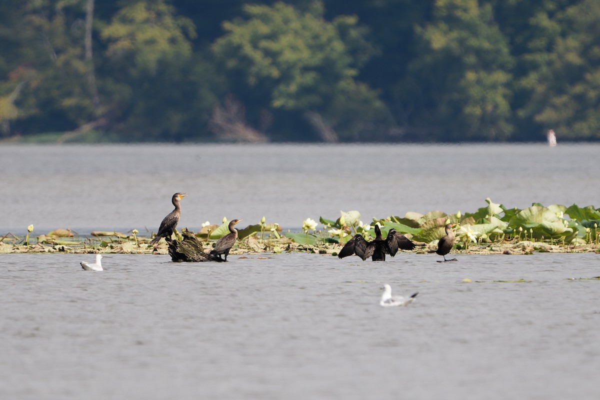 Double-crested Cormorant - ML622640856