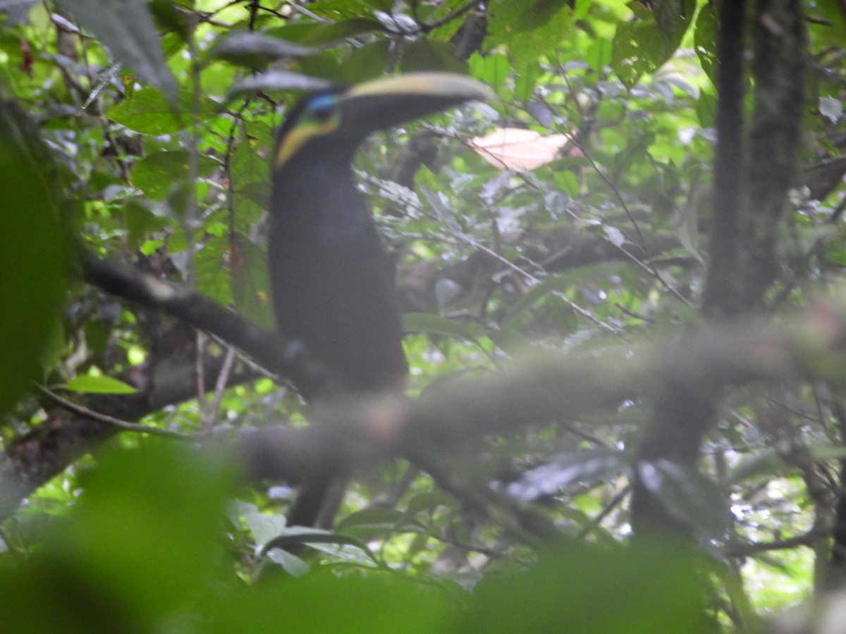 Toucanet à oreilles d'or - ML622640862