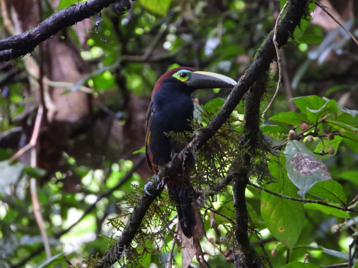 Toucanet à oreilles d'or - ML622640863