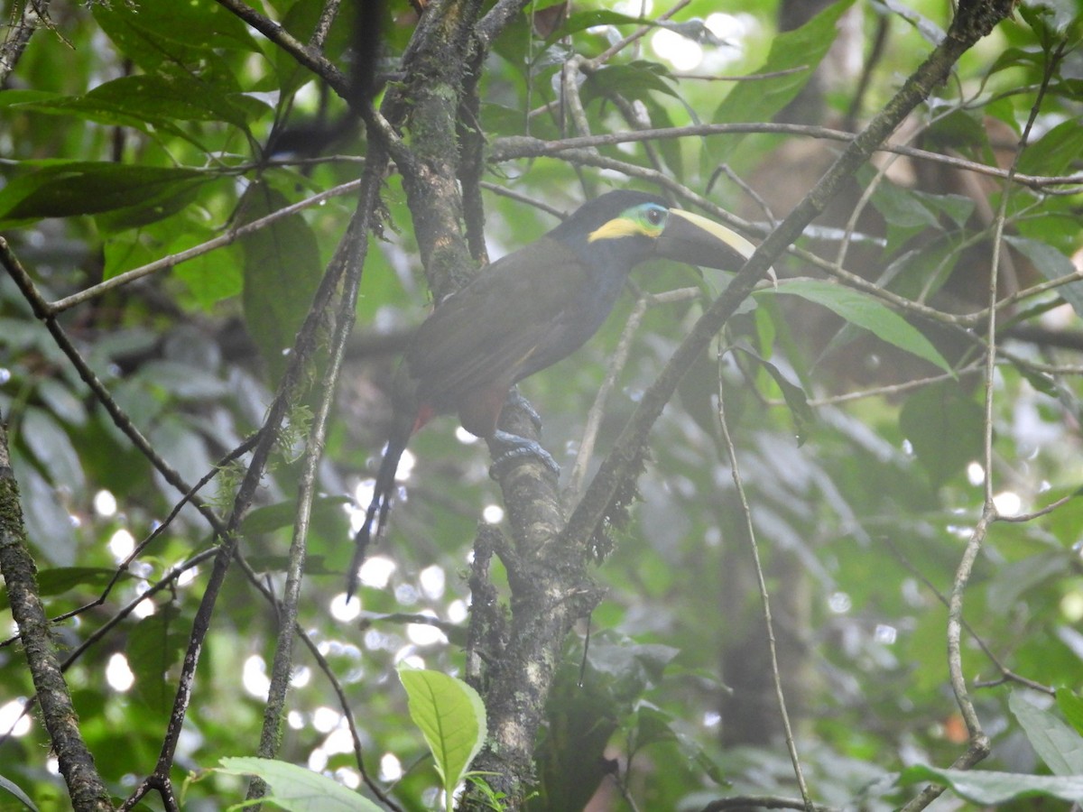 Toucanet à oreilles d'or - ML622640867