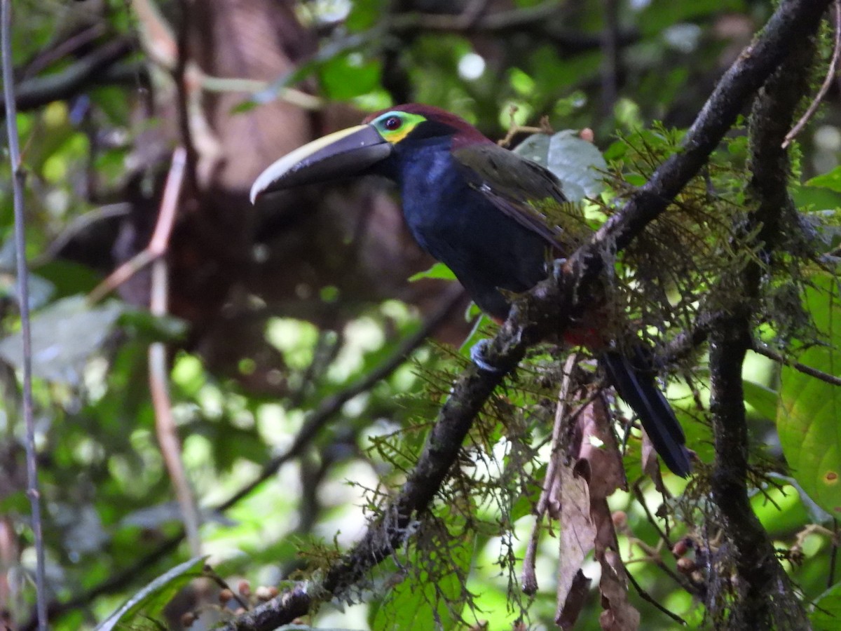 Yellow-eared Toucanet - Jose Bolaños