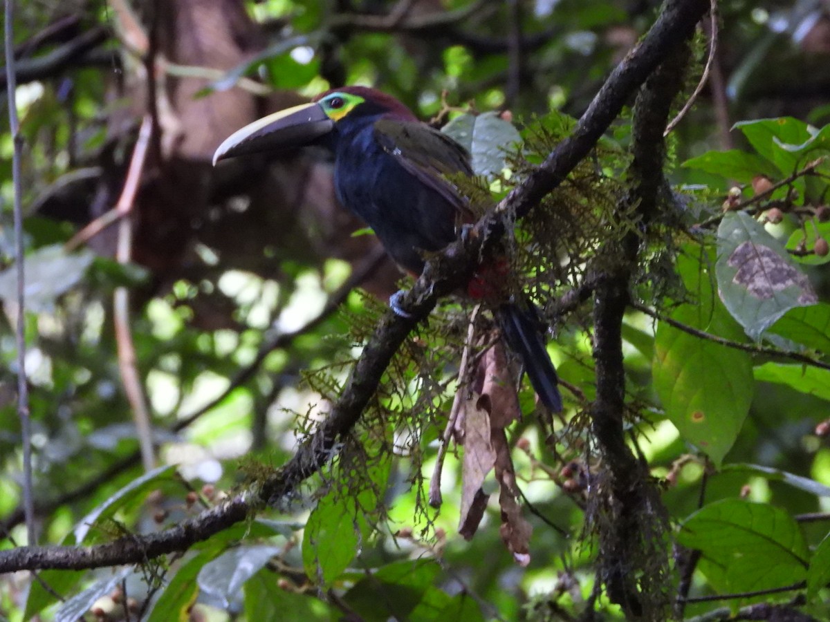 Toucanet à oreilles d'or - ML622640869