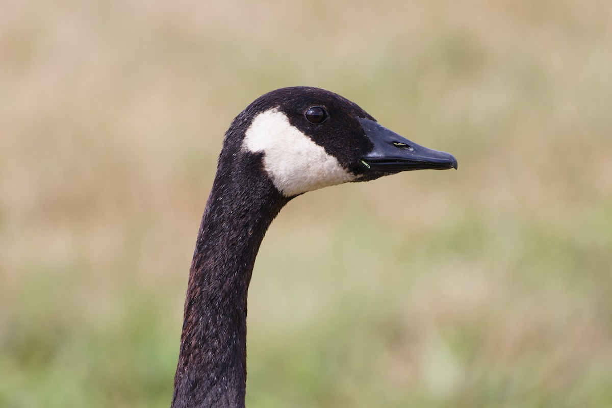 Canada Goose - ML622640914