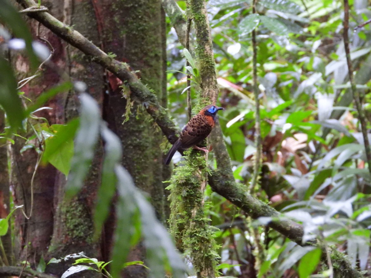 Ocellated Antbird - ML622640918