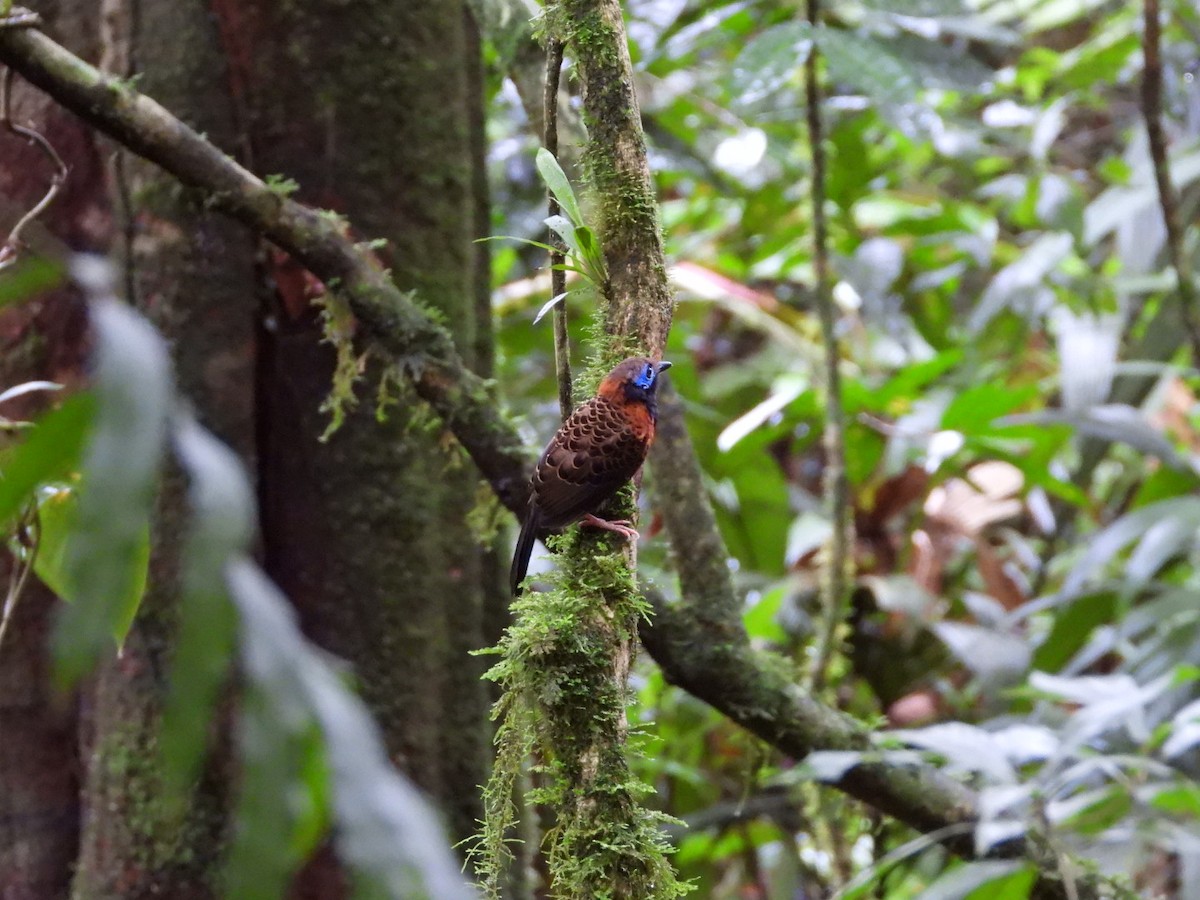 Ocellated Antbird - ML622640919