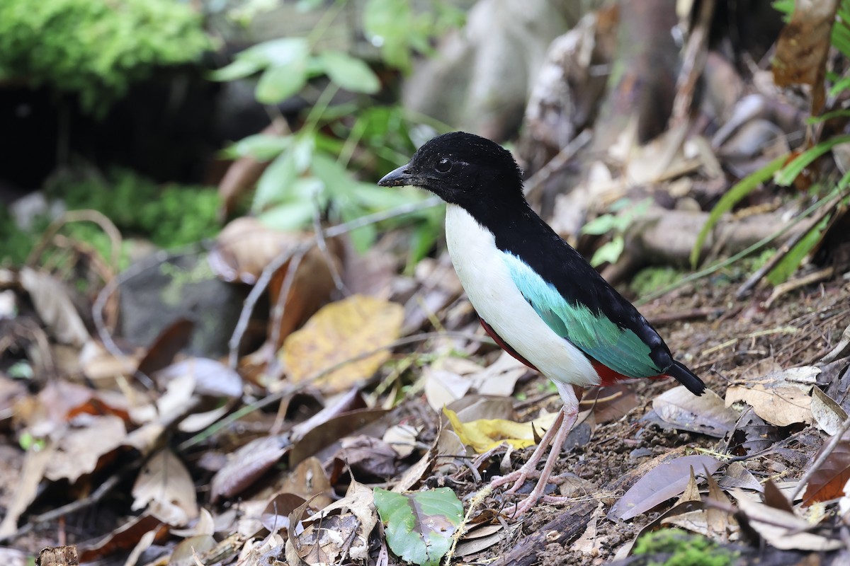 Ivory-breasted Pitta - ML622640933