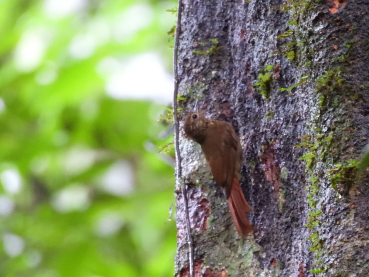 Wedge-billed Woodcreeper - Jose Bolaños