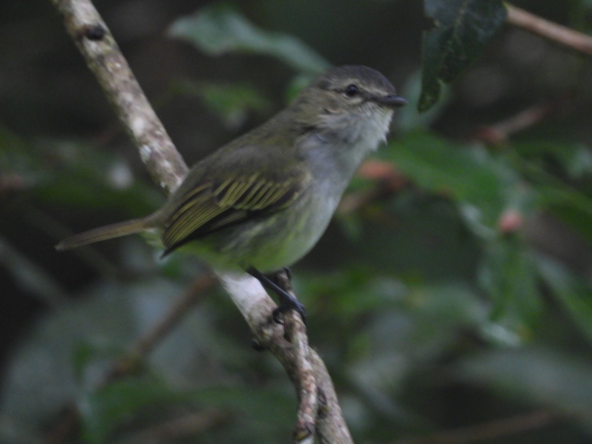 Mistletoe Tyrannulet - ML622640952