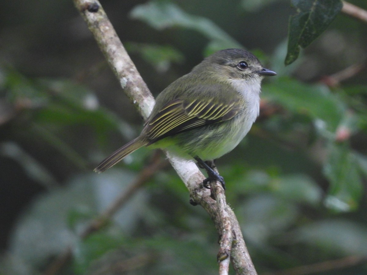 Mistletoe Tyrannulet - ML622640954