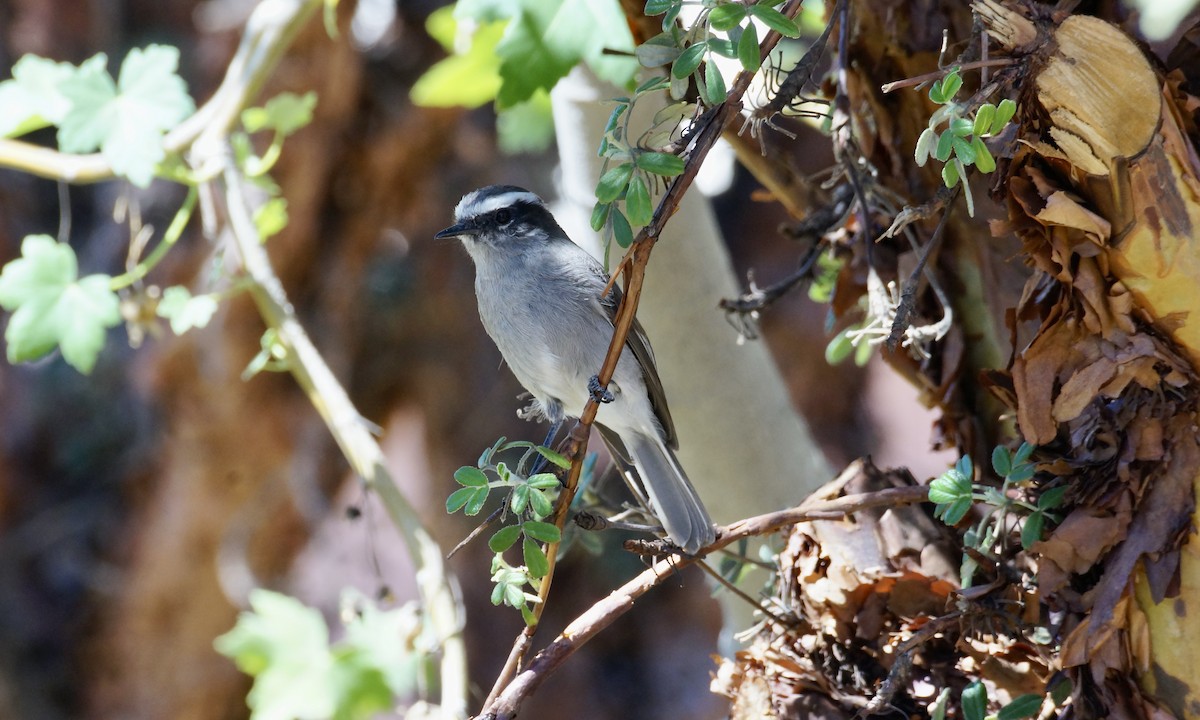 White-browed Chat-Tyrant - ML622641162