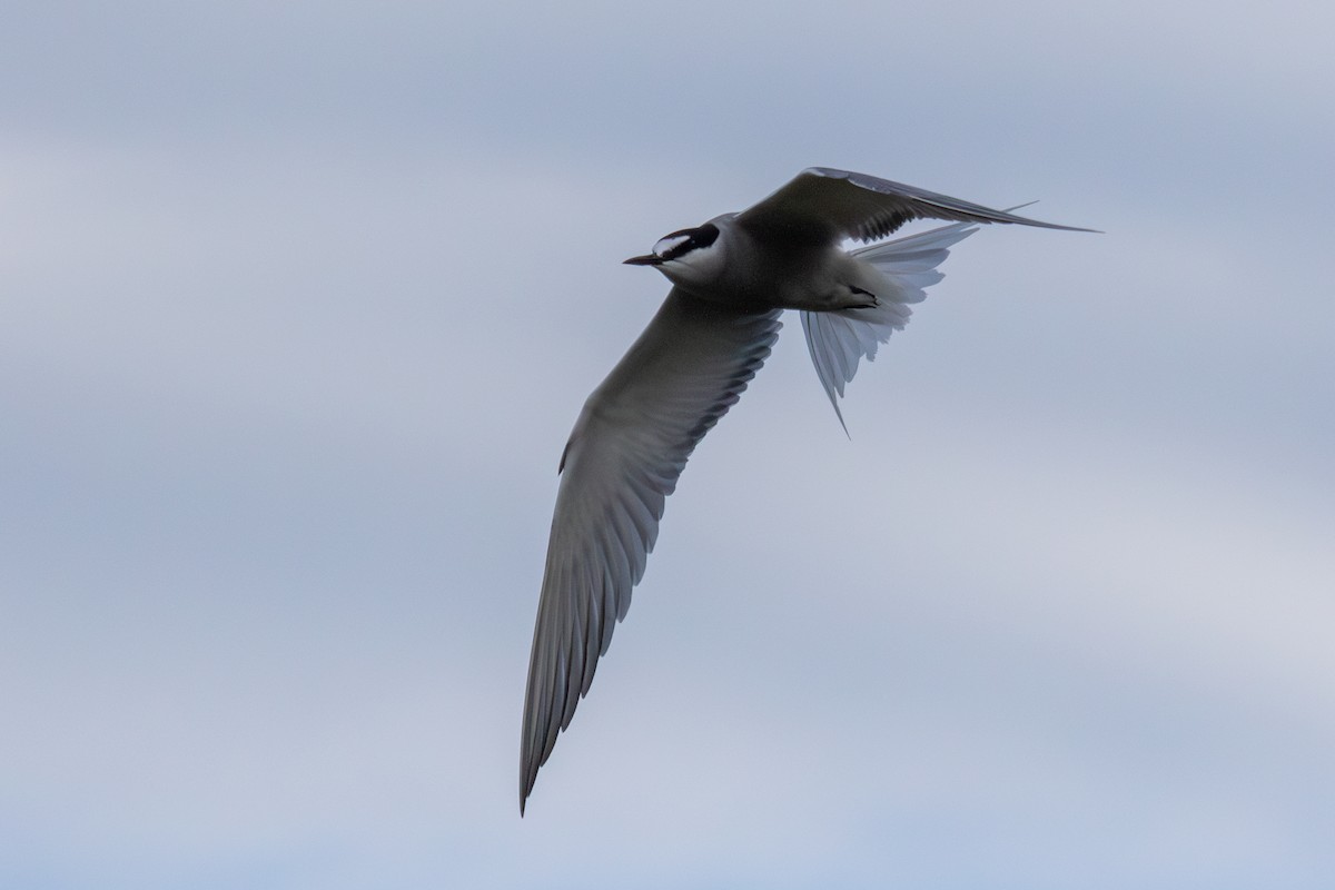 Aleutian Tern - ML622641182