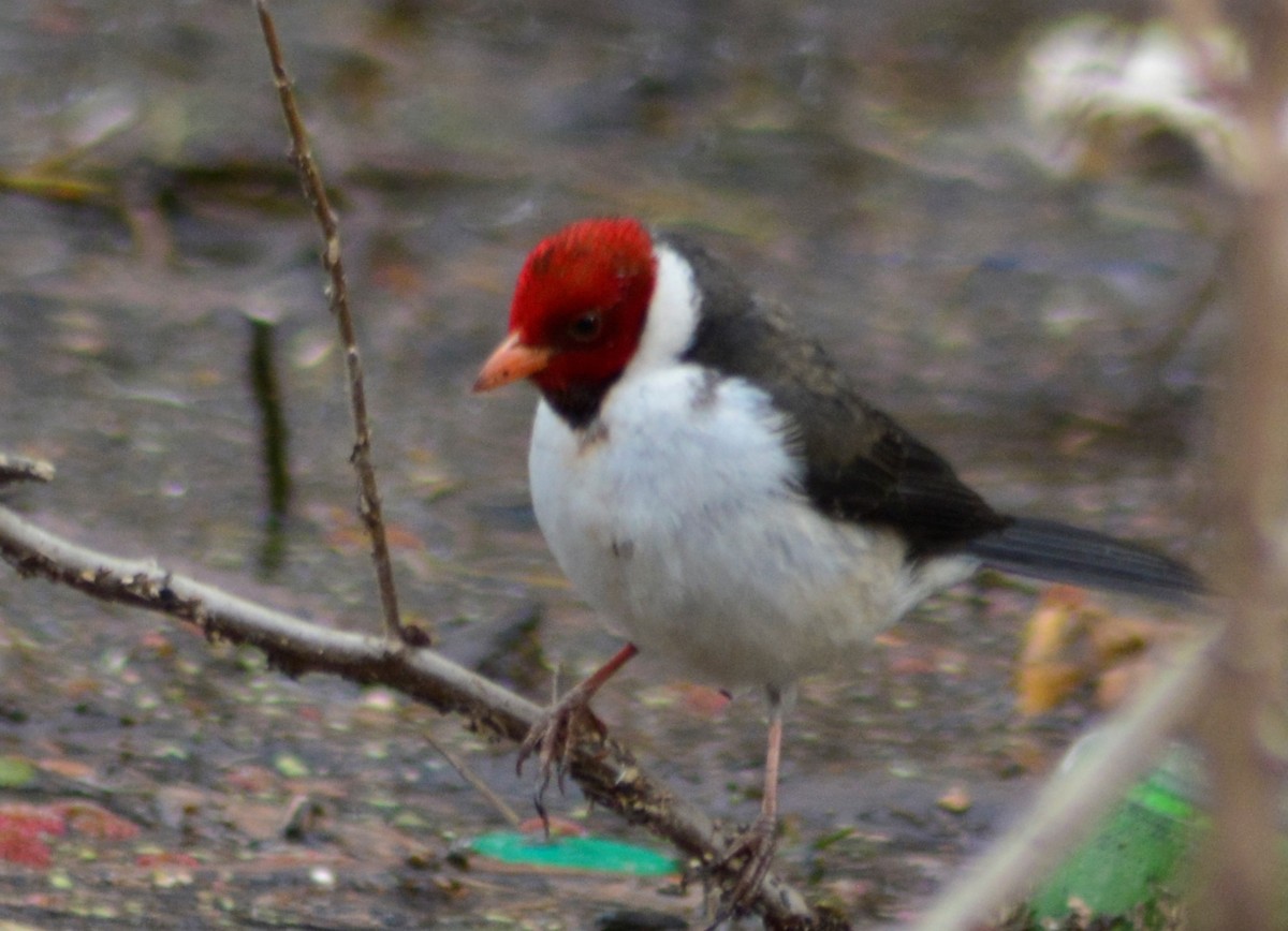 Yellow-billed Cardinal - ML622641197