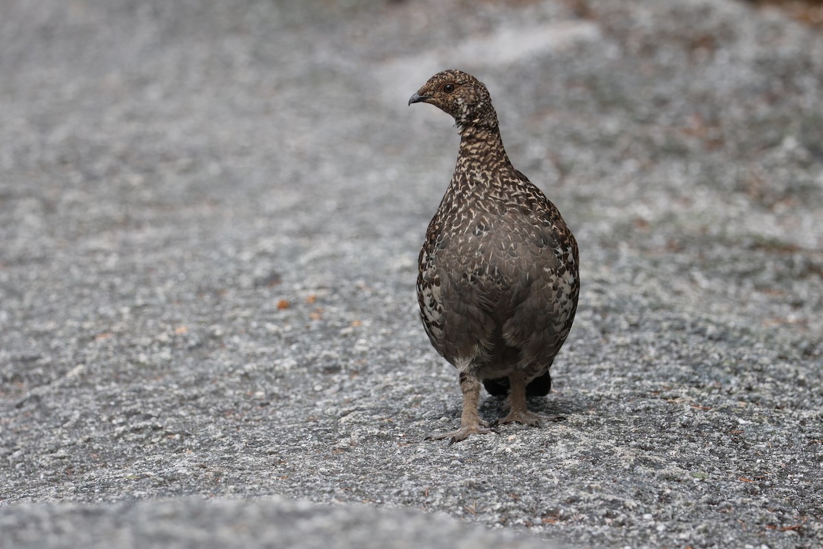 Sooty Grouse - ML622641218