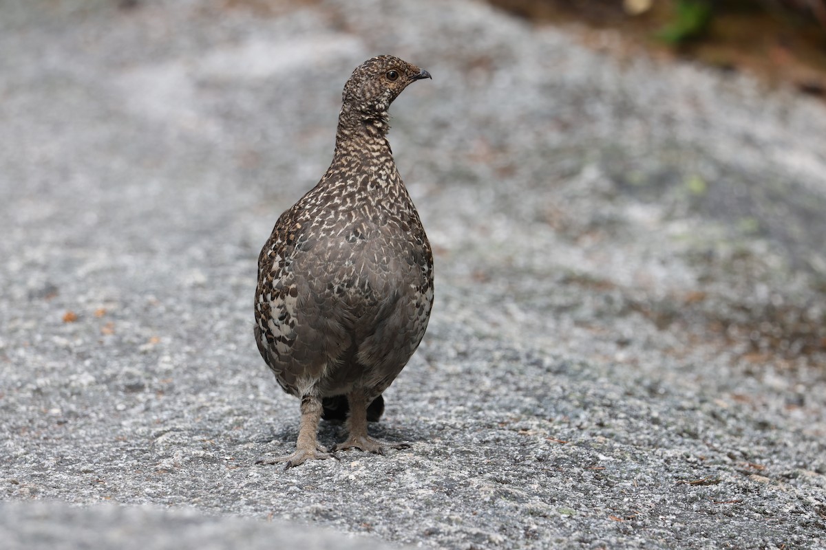 Sooty Grouse - ML622641219