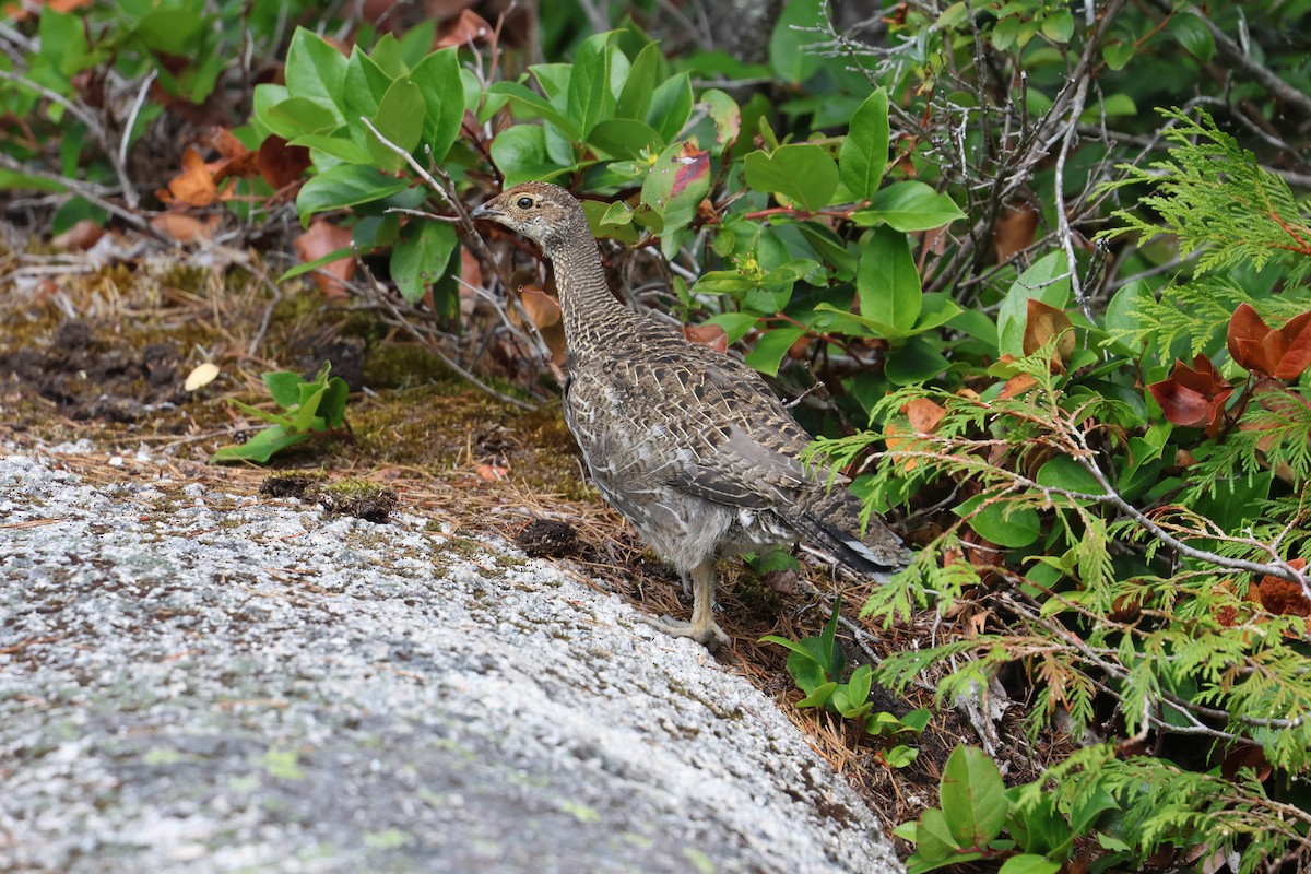 Sooty Grouse - ML622641220