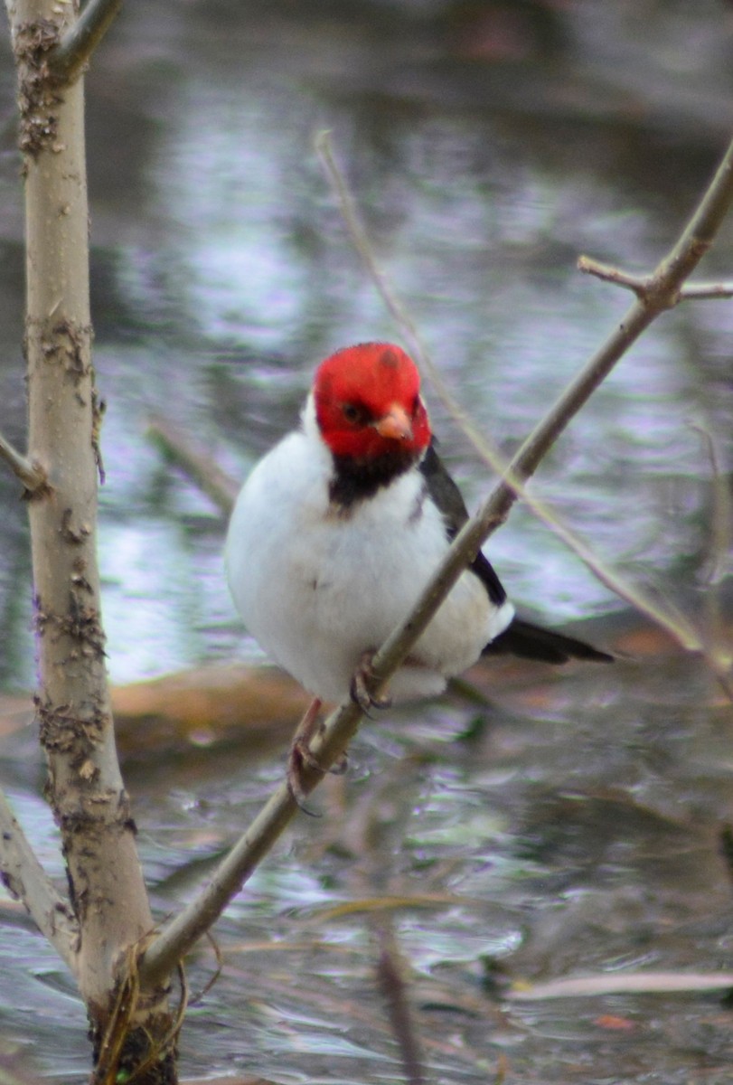 Yellow-billed Cardinal - ML622641229