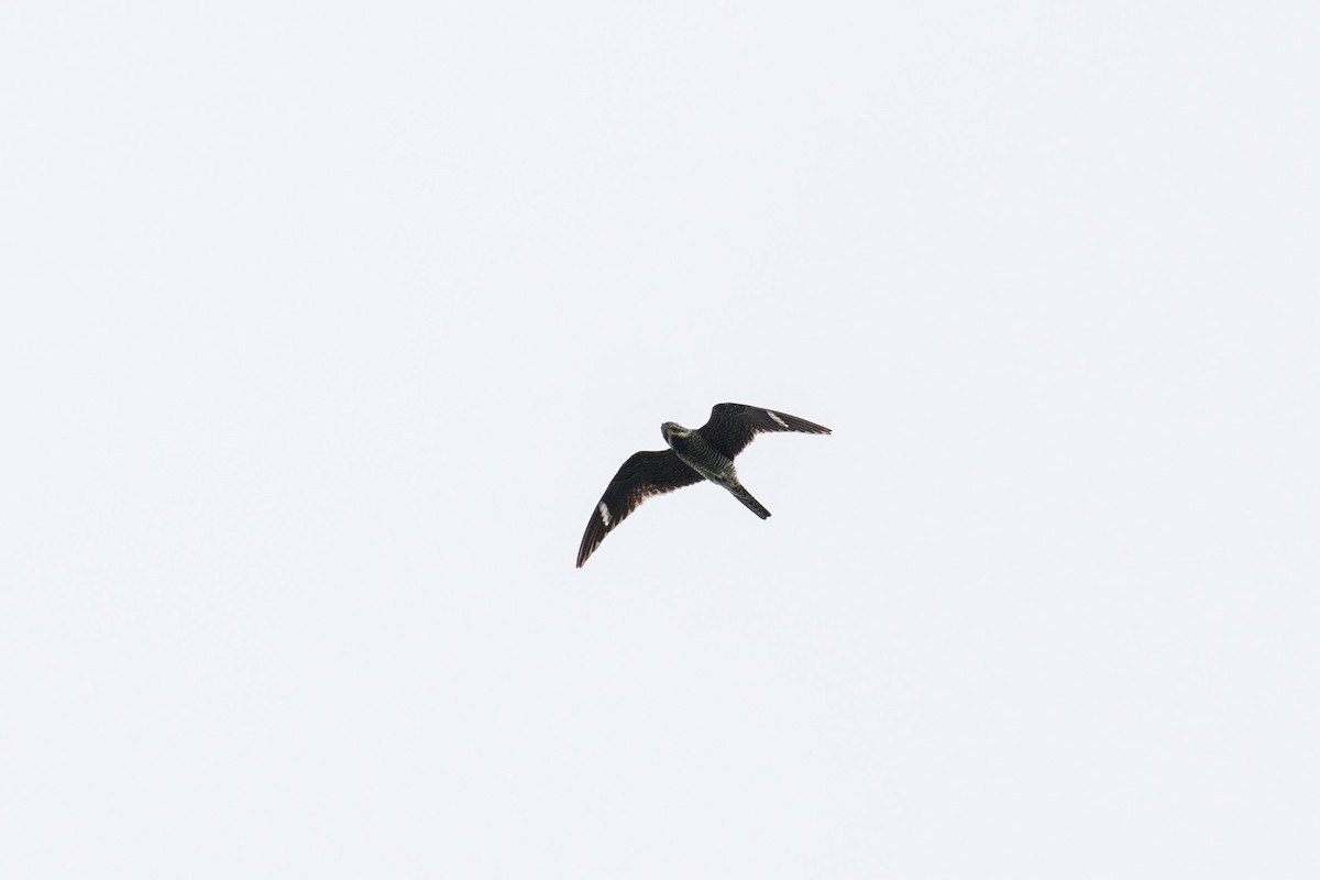 Common Nighthawk - Peter Mundale