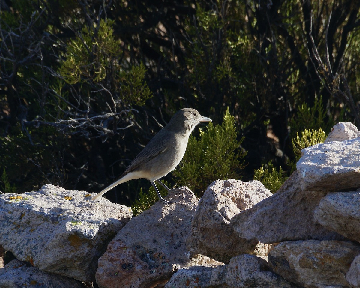 White-tailed Shrike-Tyrant - ML622641366