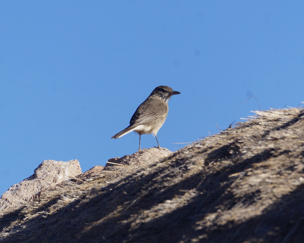 White-tailed Shrike-Tyrant - ML622641381