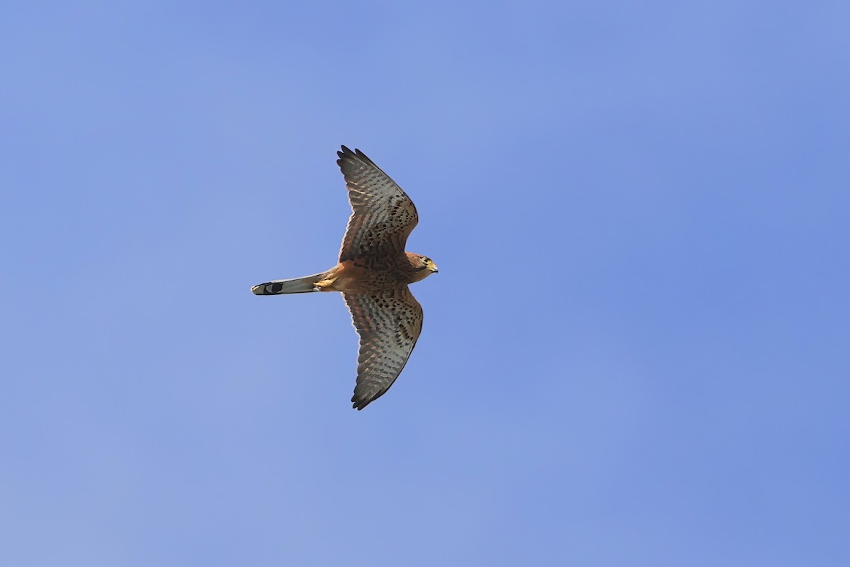 Spotted Kestrel - ML622641395