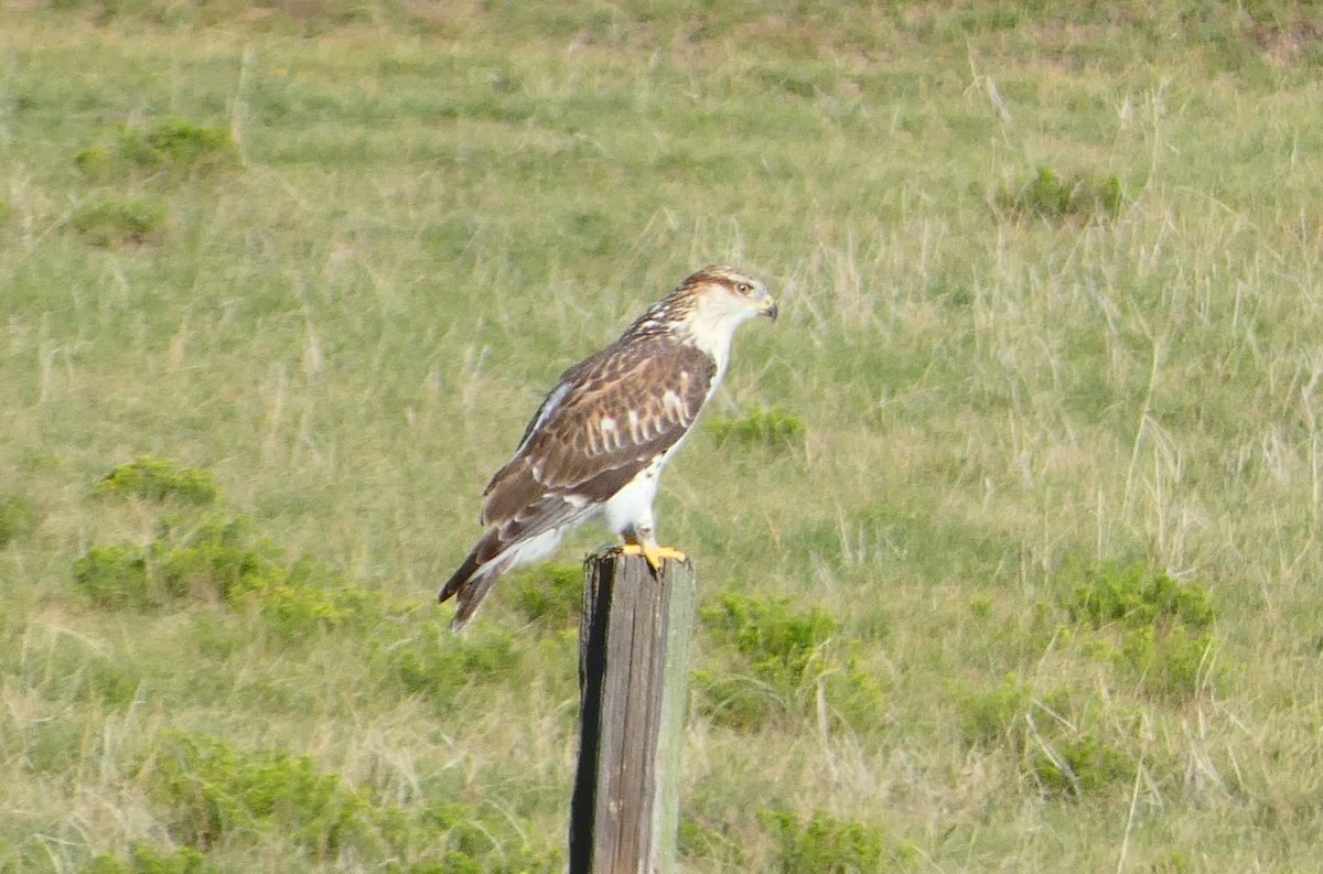 Ferruginous Hawk - ML622641409