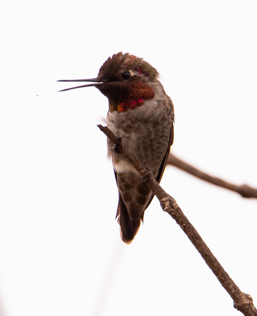 Anna's Hummingbird - ML622641427