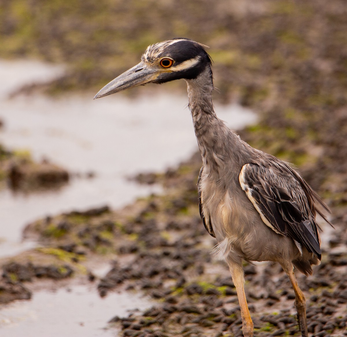 Yellow-crowned Night Heron - ML622641433