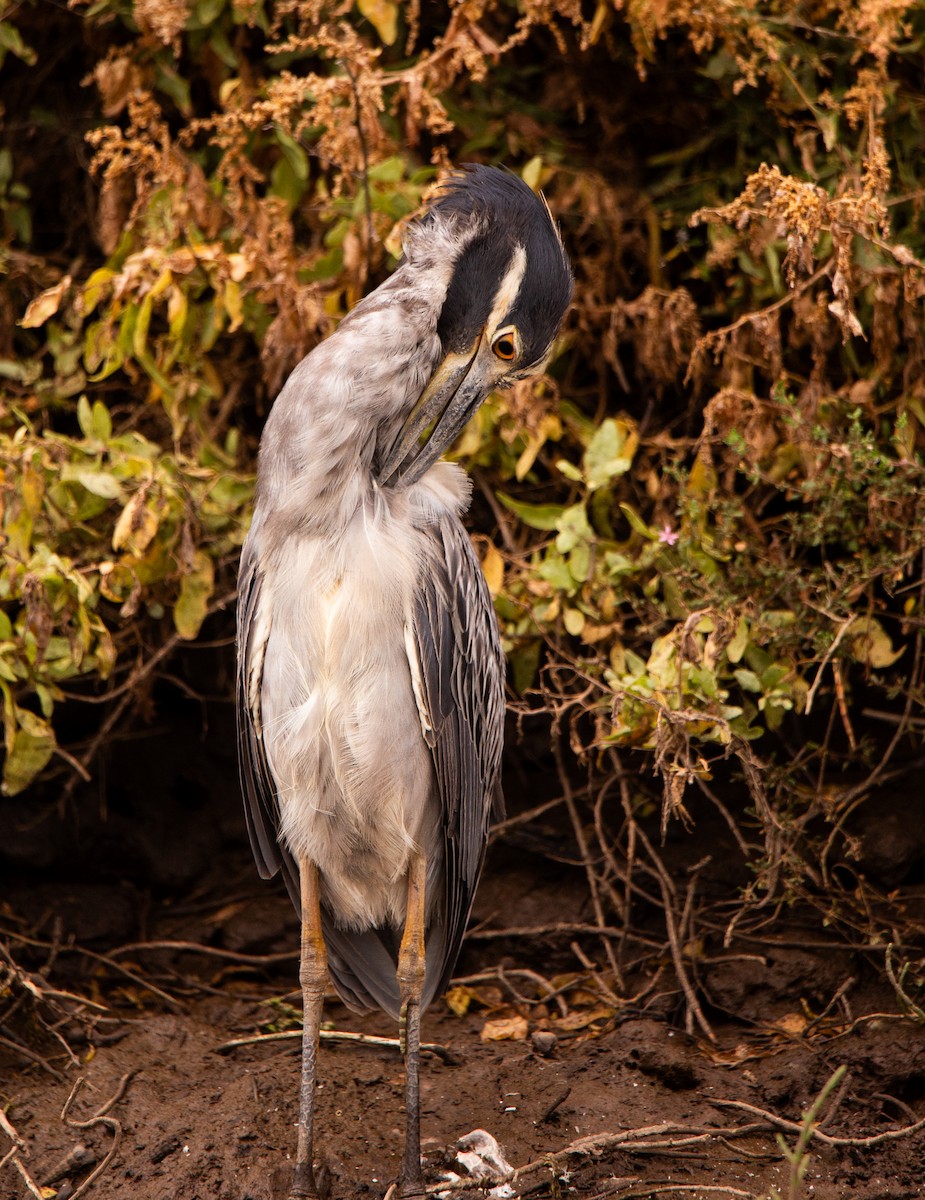 Yellow-crowned Night Heron - ML622641446