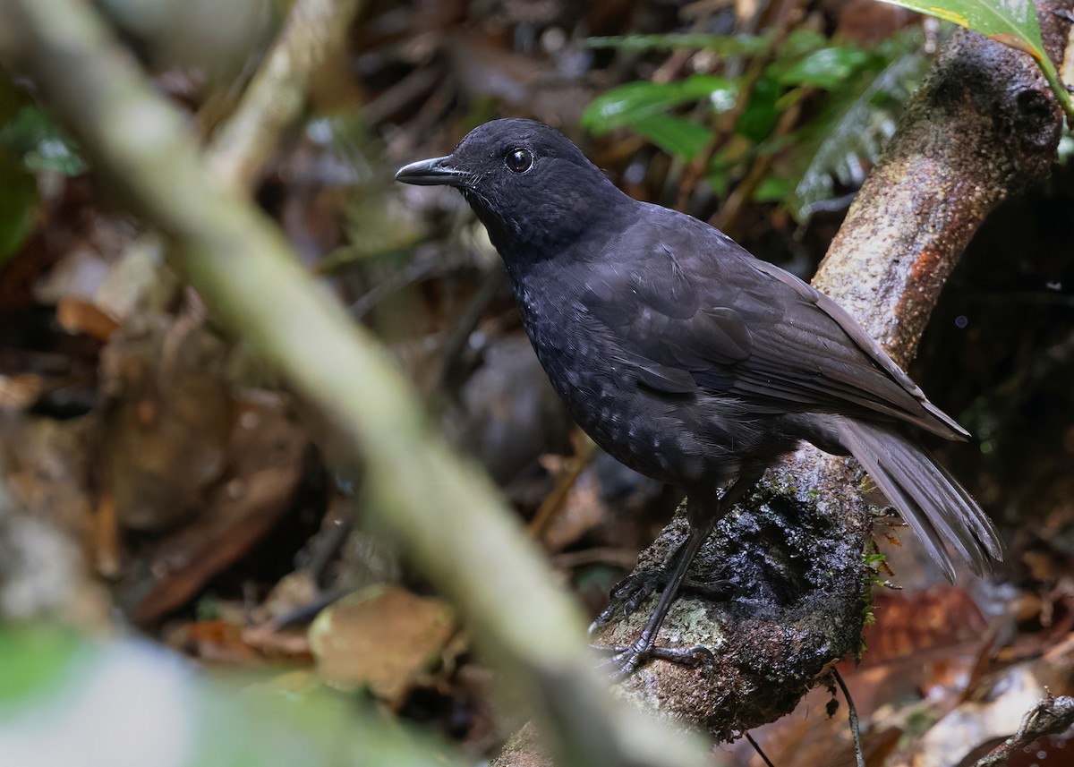 Bornean Whistling-Thrush - ML622641499