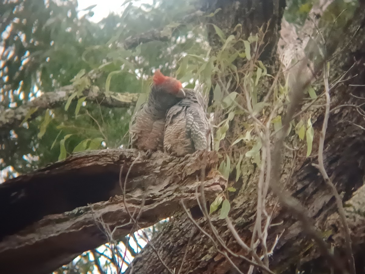 Gang-gang Cockatoo - Sooraj Sekhar
