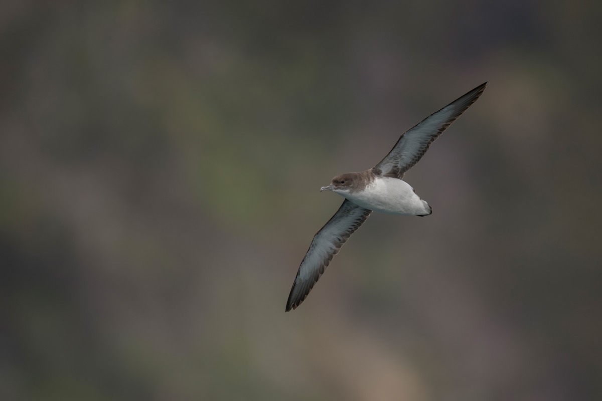 Fluttering Shearwater - ML622641510