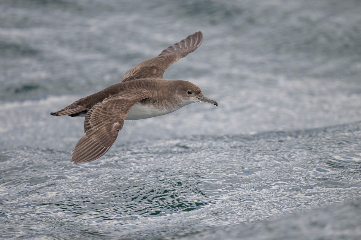 Fluttering Shearwater - ML622641511