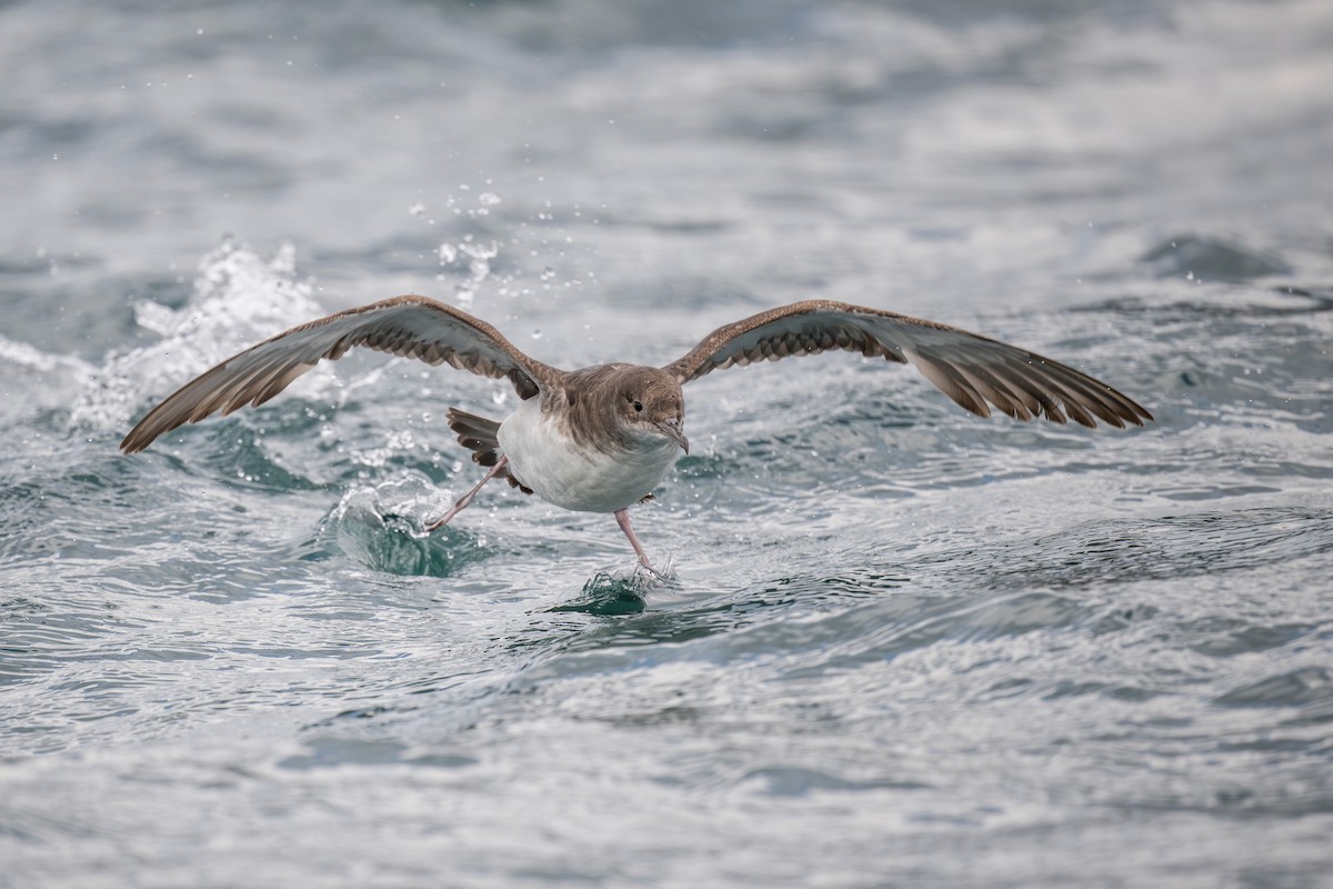 Fluttering Shearwater - ML622641512